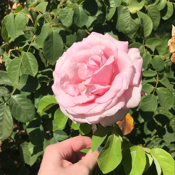 Meet your Posher, Anne - Picture 1 of 1